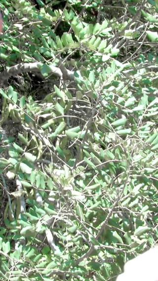 Sexy Video: Jordanne-kali_naty-pink_nina-roberts_mo_01