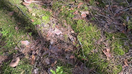 Best Homemade Porn Video