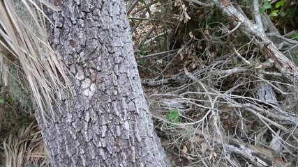 Full Public Day Video