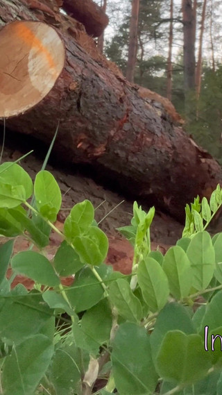 Teen Stops in the Woods with Her Stepdaddy to Fuck